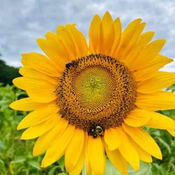 Brown's Harvest - a bee on a sunflower - Specialty Food Near Me - Windsor, Connecticut