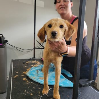 home based dog groomers near me