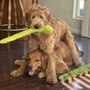 Poochie Parlour