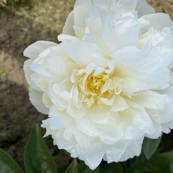 Adelman Peony Gardens - Nurseries & Gardening Near Me - Salem, Oregon