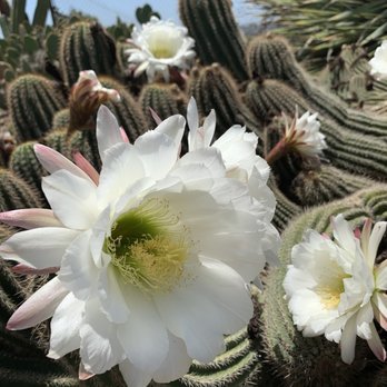 Waterwise Botanicals - Beautiful grounds - Nurseries & Gardening Near Me - Bonsall, California