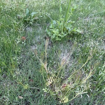 TruGreen Lawn Care - Weeds - Tree Services Near Me - Suwanee, Georgia