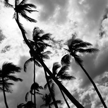 Hale‘iwa Beach Park - Looking up at the Pam trees. - Beaches Near Me - Haleiwa, Hawaii Hale‘iwa Beach Park - Looking up at the Pam trees. - Beaches Near Me - Haleiwa, Hawaii