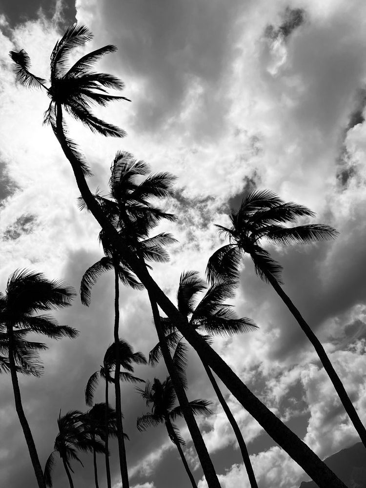 Hale‘iwa Beach Park  Logo