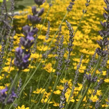 NEW Landscapes - Plant Design - Landscaping Near Me NEW Landscapes - Plant Design - Landscaping Near Me