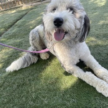 Better K9 Pet Resort - Pet Training Near Me - Corona, California Better K9 Pet Resort - Pet Training Near Me - Corona, California