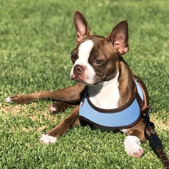 messy fur and paws grooming
