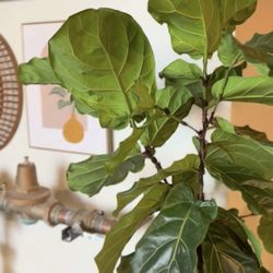 The Green Bean Coffee - Super Cute Gallery Wall