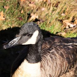 Mill Pond Park - Goose and his shadow