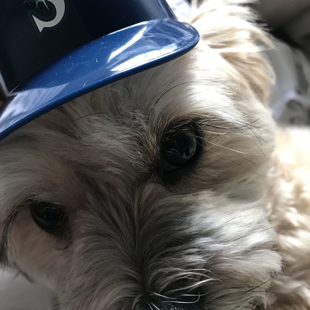 T-Mobile Park - Go Mariners ! - Stadiums & Arenas Near Me - Seattle, Washington T-Mobile Park - Go Mariners ! - Stadiums & Arenas Near Me - Seattle, Washington