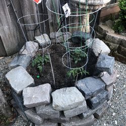 Sloat Garden Center - Tomato's