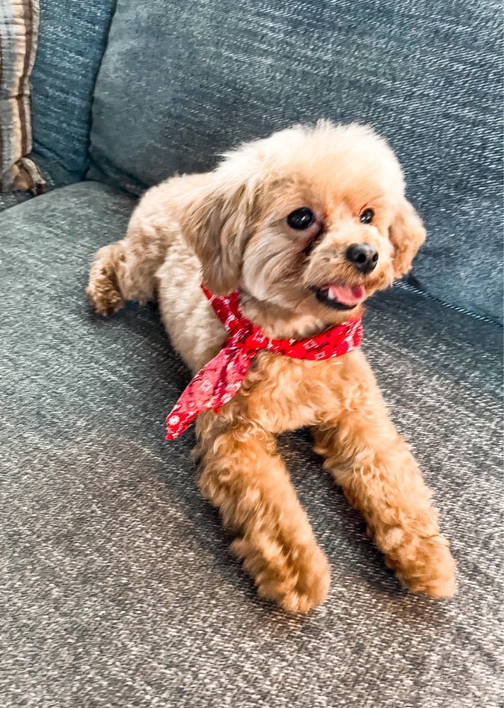 Petsense