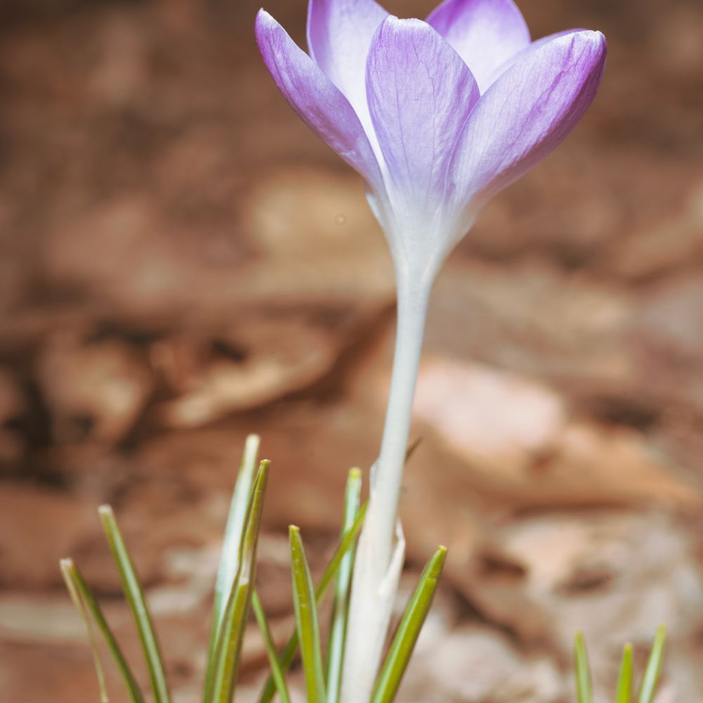 Dead Man's Hollow - The first early signs of Spring! It looks like it will be a good one. Beautiful crocus flower near the catfish pond area. - Hiking Near Me Dead Man's Hollow - The first early signs of Spring! It looks like it will be a good one. Beautiful crocus flower near the catfish pond area. - Hiking Near Me