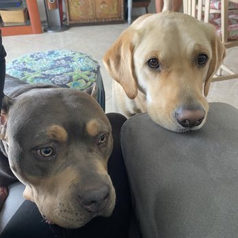 Pompano Pet Lodge - Besties Sway and Buddy - Pet Training Near Me - Pompano Beach, Florida