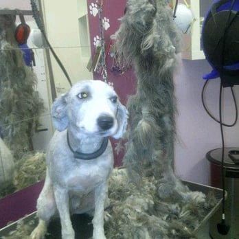 Glamour Pooch - Pet Groomers Near Me - Edinburgh, EDH
