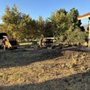Cut A Tree