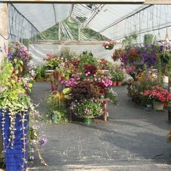 Amazing Flower Farm