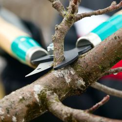 Mills Tree Care