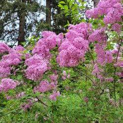 Kootenai Dental Group - My favorite flower, Lilacs!