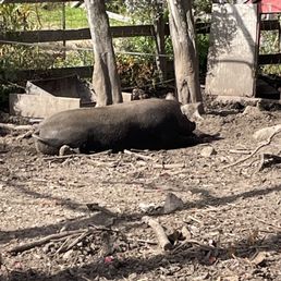 Pigs napping
