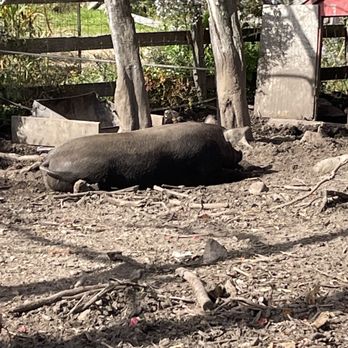 ADAM'S FARM - Pigs napping - Pumpkin Patches Near Me - Cumberland, Rhode Island