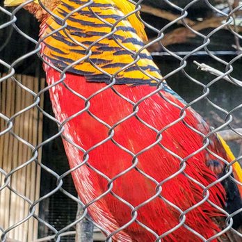 Phoenix Zoo - Rod Stewart in another life Golden Pheasant - Zoos Near Me - Phoenix, Arizona Phoenix Zoo - Rod Stewart in another life Golden Pheasant - Zoos Near Me - Phoenix, Arizona