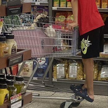 Publix - Somehow the no pet policy onlt applies to me. Dog bed In A cart seems fine ... - Grocery Near Me - Celebration, Florida Publix - Somehow the no pet policy onlt applies to me. Dog bed In A cart seems fine ... - Grocery Near Me - Celebration, Florida