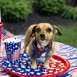 Thumb Salon For The Pampered Pets