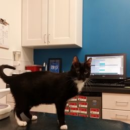 My little cat being brave in an exam room!