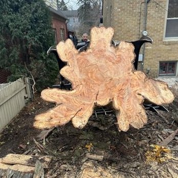 North Shore Tree Service - Tree Services Near Me - Milwaukee, Wisconsin North Shore Tree Service - Tree Services Near Me - Milwaukee, Wisconsin