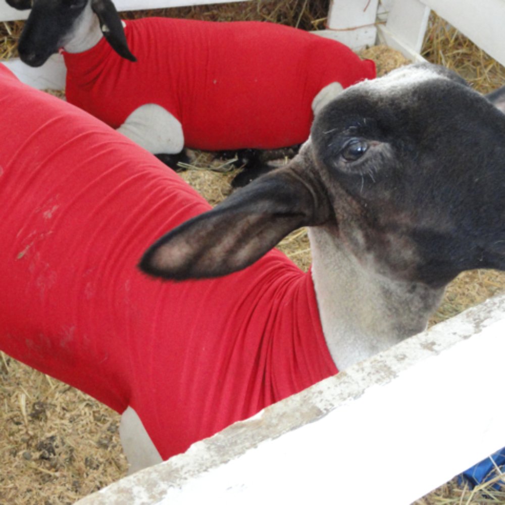 DuPage County Fair - Goats in sweaters! - Local Flavor Near Me - Wheaton, Illinois