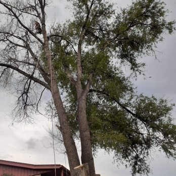 All Around Cleanup - Half the tree died so half a tree removal - Tree Services Near Me All Around Cleanup - Half the tree died so half a tree removal - Tree Services Near Me