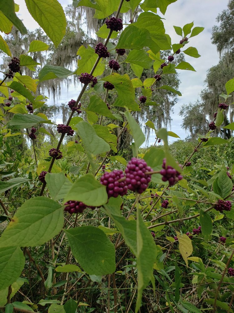 Paynes Creek Historic State Park Image