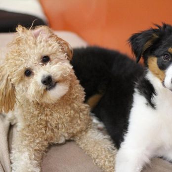 Dapper Dog - Photo - Pet Groomers Near Me - Port Coquitlam, British Columbia