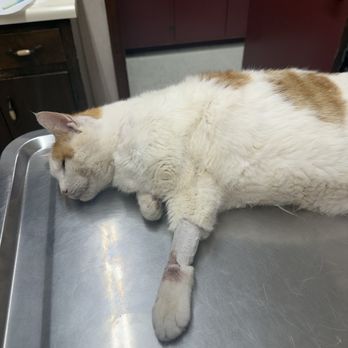 Magnolia Veterinary Hospital - Rusty Thursday morning after him being picked up at Magnolia on Tuesday. He was basically like this when he was sent home. - Veterinarians Near Me - Anderson, South Carolina Magnolia Veterinary Hospital - Rusty Thursday morning after him being picked up at Magnolia on Tuesday. He was basically like this when he was sent home. - Veterinarians Near Me - Anderson, South Carolina