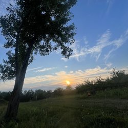 Honey In That Rock - Orchard at sunset