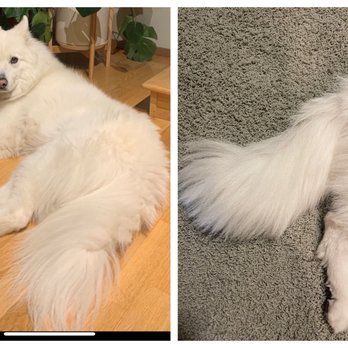 Earthwise Pet - Before (left) and after (right). Tail was cut BY HALF. Samoyed tails are supposed to be long and touch the ground (as in before photo). - Pet Stores Near Me - Seattle, Washington Earthwise Pet - Before (left) and after (right). Tail was cut BY HALF. Samoyed tails are supposed to be long and touch the ground (as in before photo). - Pet Stores Near Me - Seattle, Washington