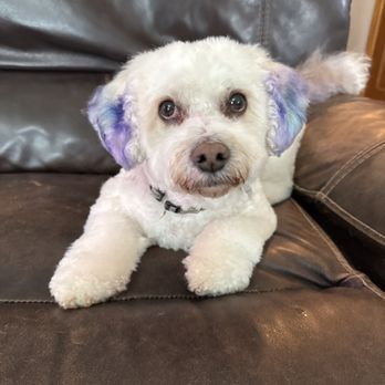 Doggy Styles Pet Salon - Pet Groomers Near Me - Parker, Colorado Doggy Styles Pet Salon - Pet Groomers Near Me - Parker, Colorado
