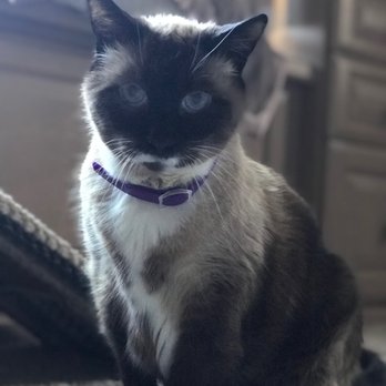 All About Restful Pets - Pet Hospice Near Me