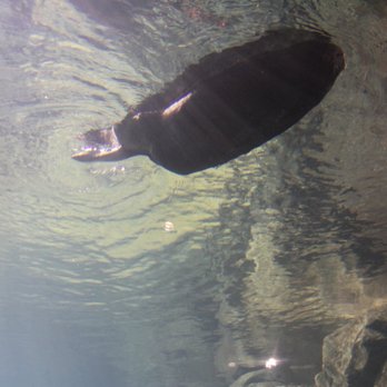 Georgia Aquarium - Aquariums Near Me - Atlanta, Georgia