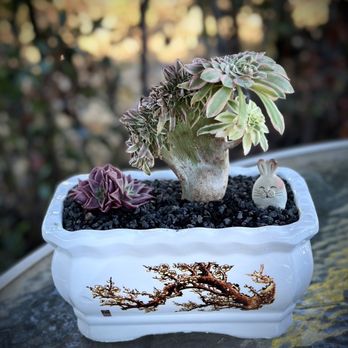 Four Seasons Succulents - Nurseries & Gardening Near Me - San Leandro, California Four Seasons Succulents - Nurseries & Gardening Near Me - San Leandro, California