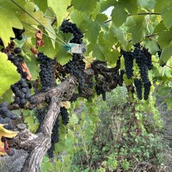 Freed Estate Winery