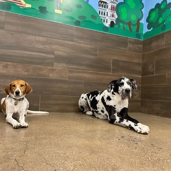 DoggieVIP Philly - Pet Groomers Near Me - Philadelphia, Pennsylvania DoggieVIP Philly - Pet Groomers Near Me - Philadelphia, Pennsylvania