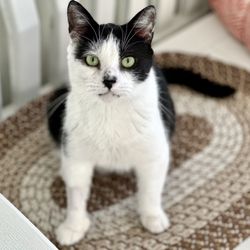 HART Homeless Animal Rescue Team of Maine