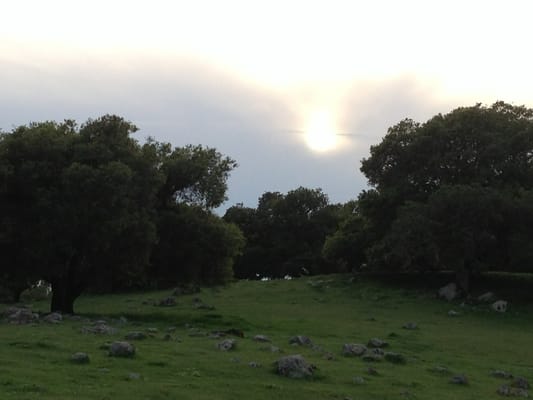 Taylor Mountain Regional Park by null