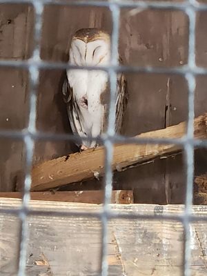 Connecticut's Beardsley Zoo by null