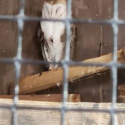 Connecticut's Beardsley Zoo