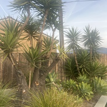 Anderson Tree Experts - Tree Services Near Me - Tujunga, California Anderson Tree Experts - Tree Services Near Me - Tujunga, California