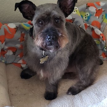 Pooch N Purr - My dog looks PERFECT! - Pet Groomers Near Me - Antioch, California