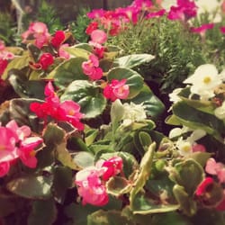 Bambú Vivero